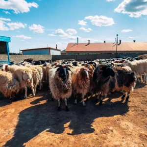 Adak Kurban
